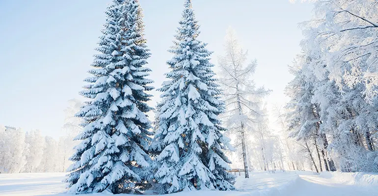 Två stora granar står bredvid varandra. Det är vit snö överallt och solen lyser i bakgrunden.