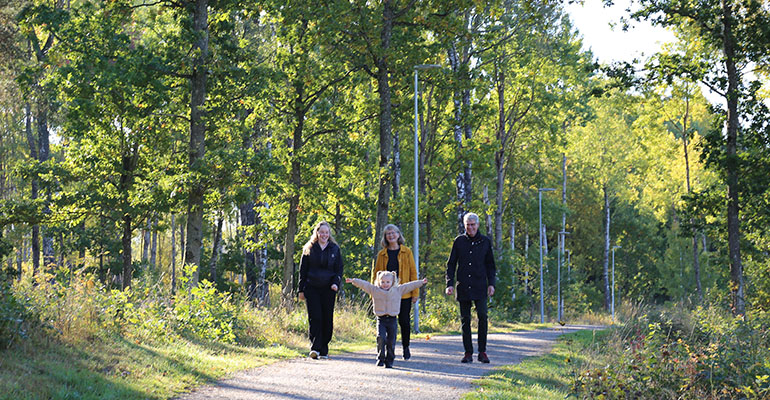 Skog mned mosiga stenar och en stig.