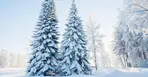 Två stora granar står bredvid varandra. Det är vit snö överallt och solen lyser i bakgrunden.